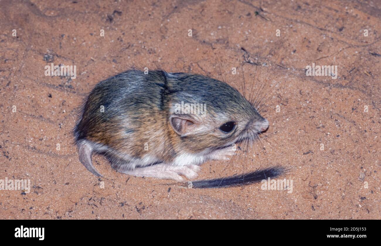 Young Ord's Kangaroo Rat (Dipodomys ordi) resting in sand, Moab area of Utah USA. From original Kodachrome  transparency. Stock Photo