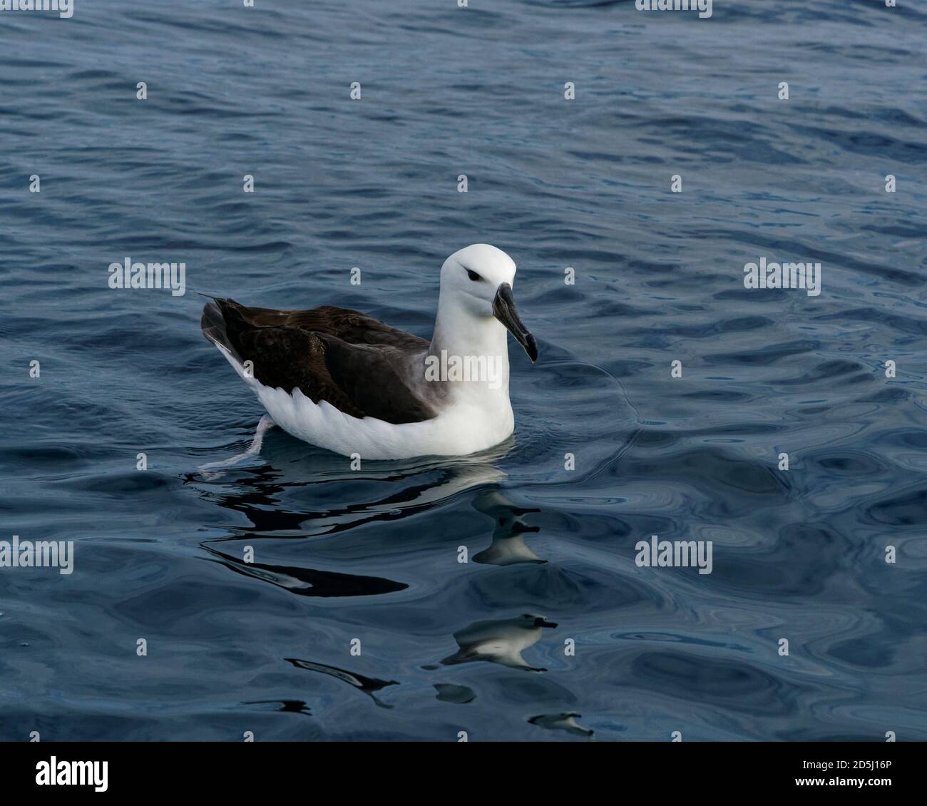 Lesser albatross hi-res stock photography and images - Alamy