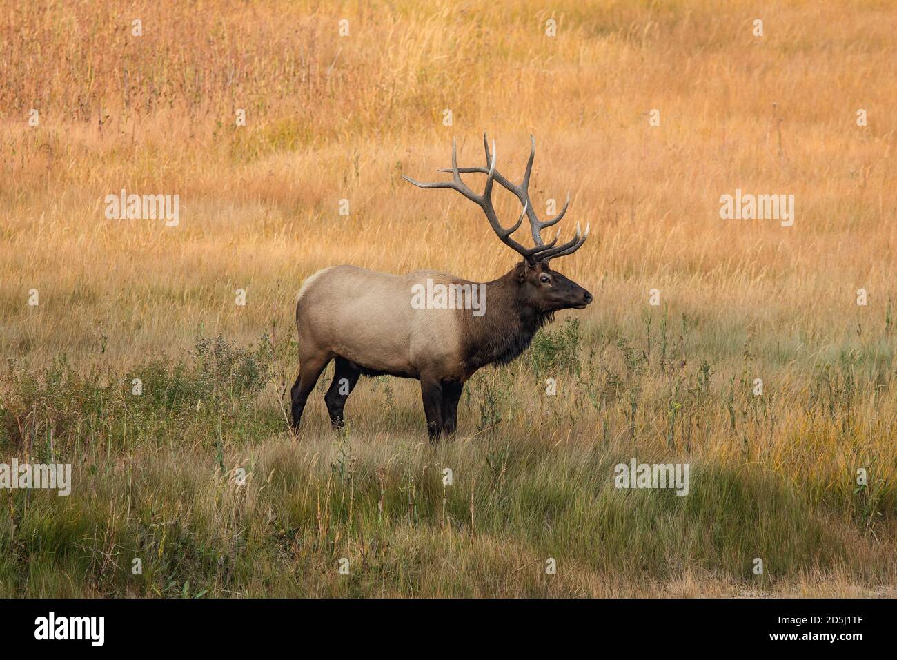 A bull elk or wapiti in Yellowstone National Park in Wyoming, USA Stock Photo Alamy