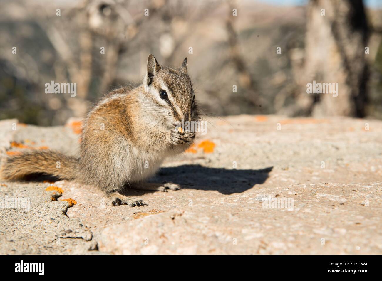 Chipmunk Enjoying a Snack Stock Photo