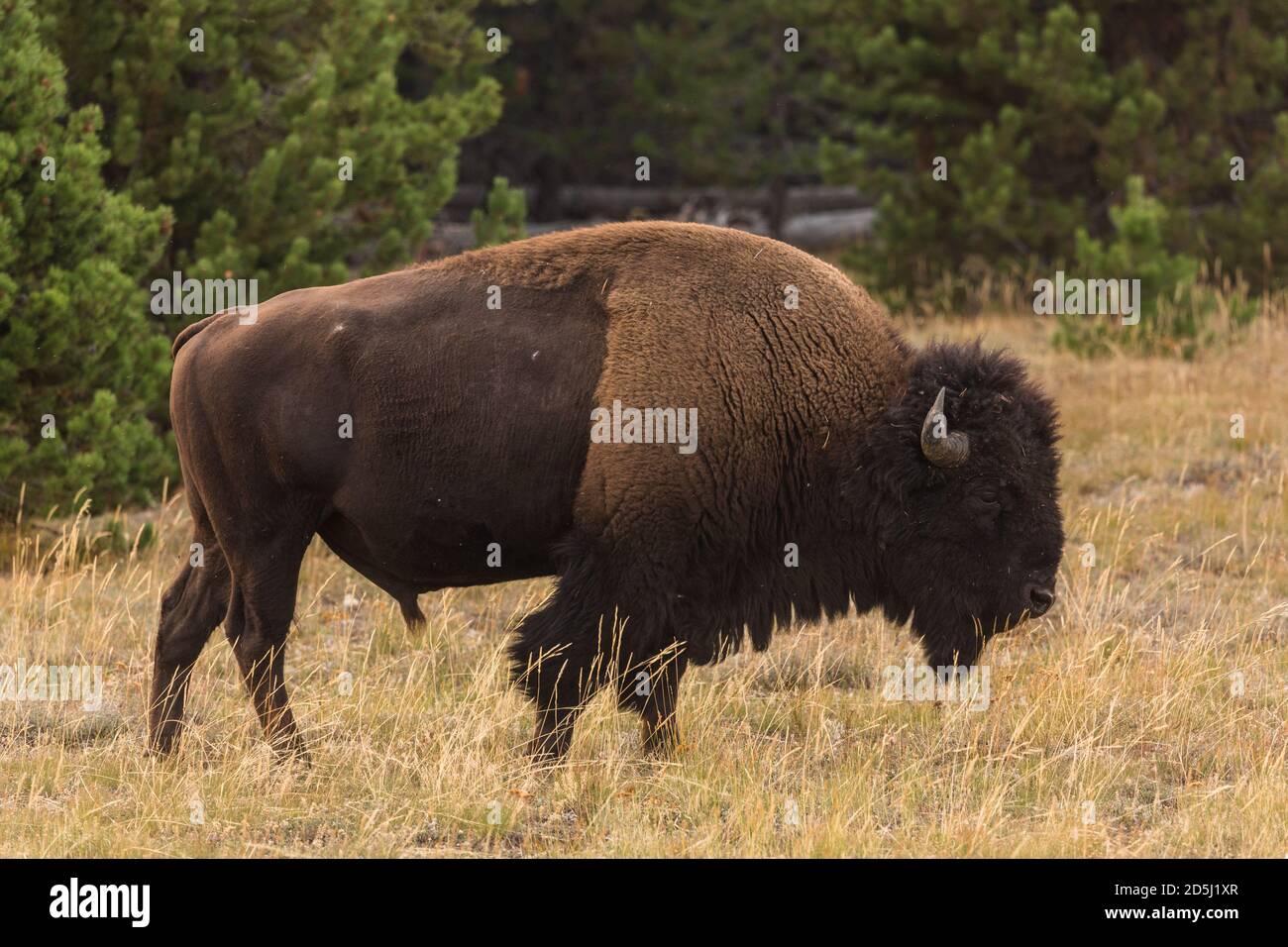 Mature Buffalo Bull High Resolution Stock Photography And Images Alamy