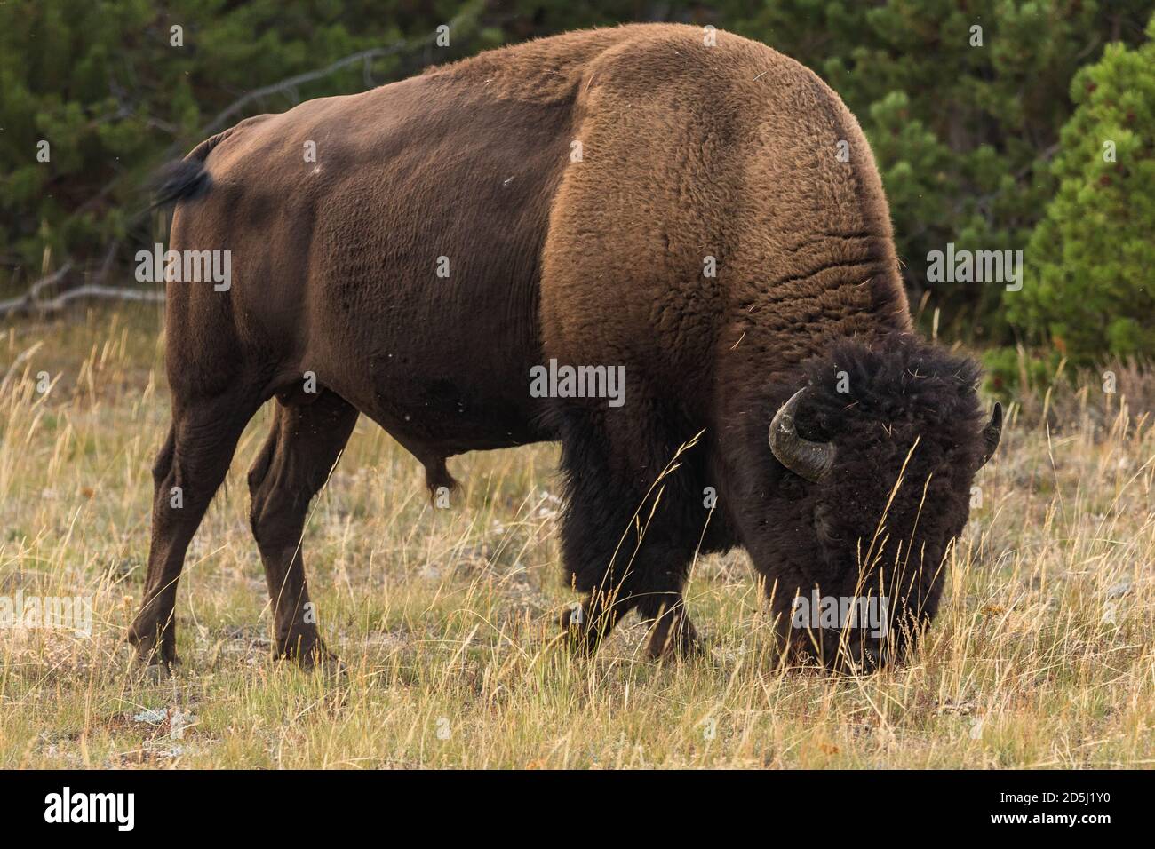 Mature Buffalo Bull High Resolution Stock Photography And Images Alamy