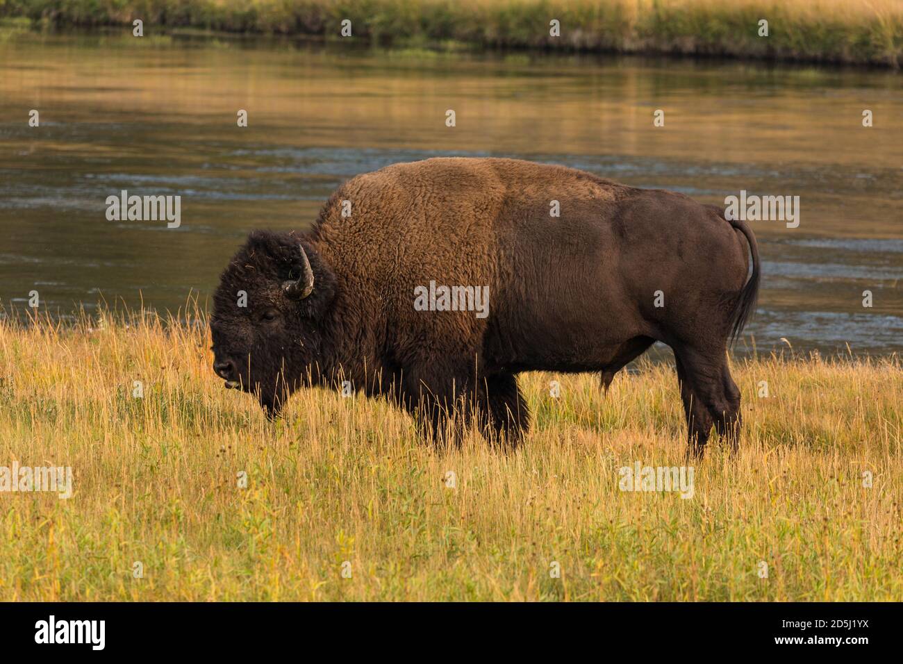 An American Bison bull grazing alongside the Madison River in Yellowstone National Park in Wyoming, USA. Stock Photo