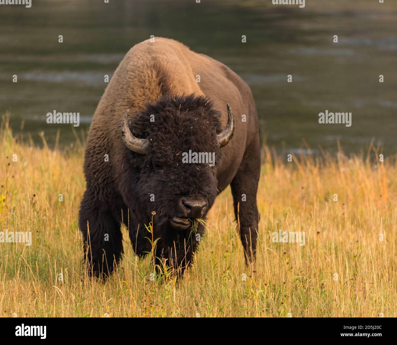 Mature Buffalo Bull High Resolution Stock Photography And Images Alamy