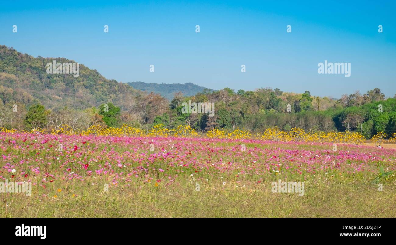 cosmos-flower-and-green-meadow-with-cloud-sky-fresh-area-for-relaxing