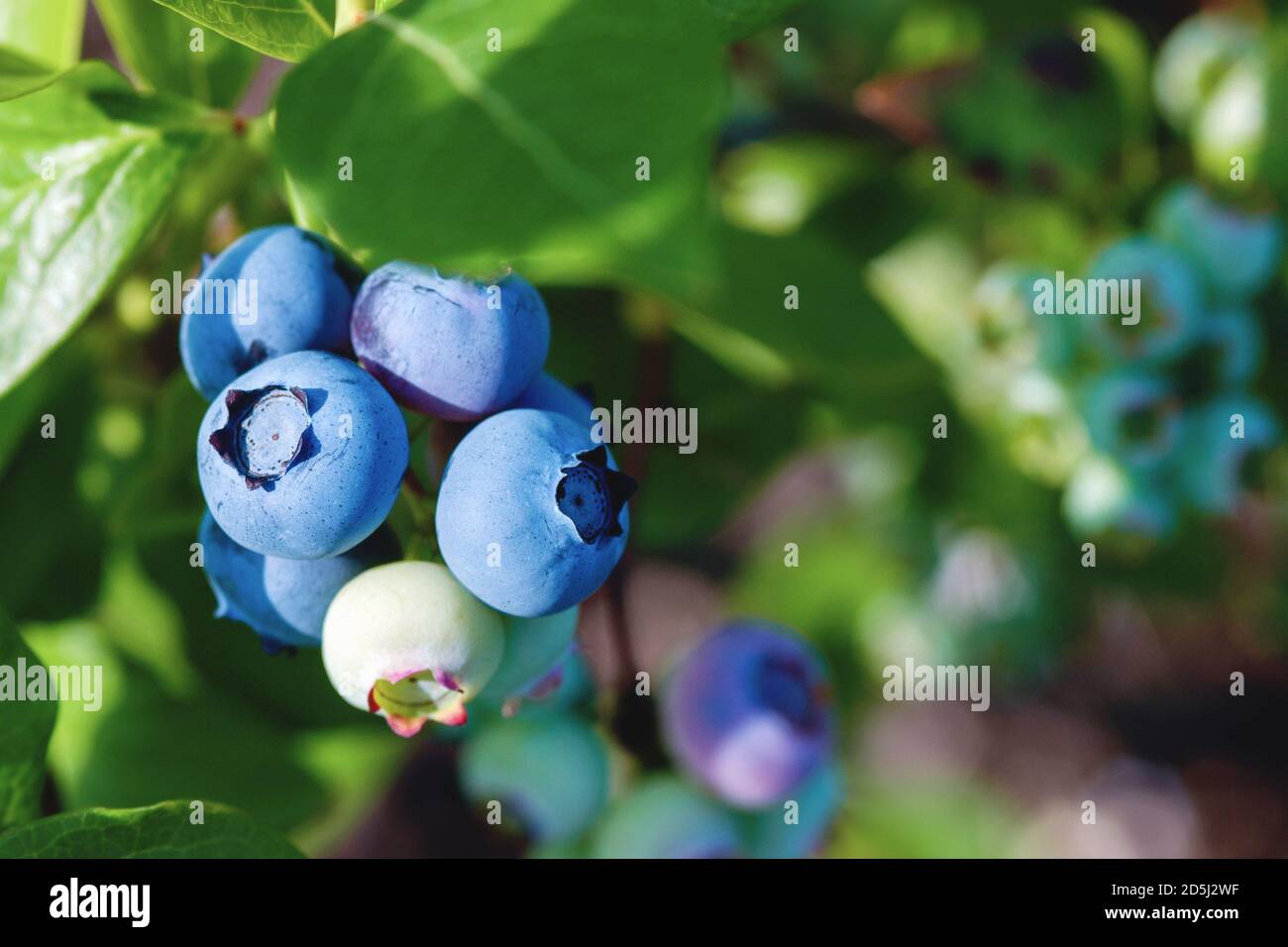 blueberries on the bush in sunlight, close up Stock Photo