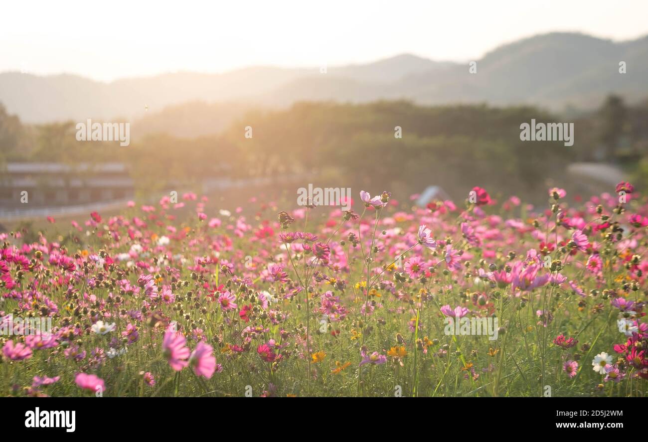 Cosmos Flower And Green Meadow With Cloud Sky Fresh Area For Relaxing cosmos-flower-and-green-meadow-with-cloud-sky-fresh-area-for-relaxing