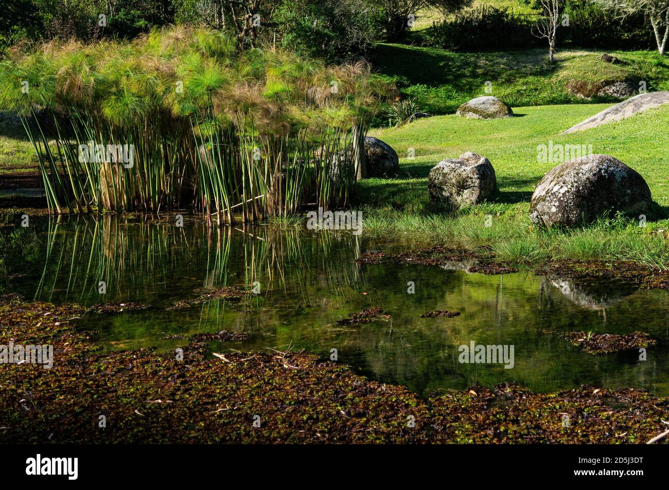 A small lake covered with water plants nearby some bamboo with green vegetation and rocks in Cunha, Sao Paulo - Brazil. Stock Photo