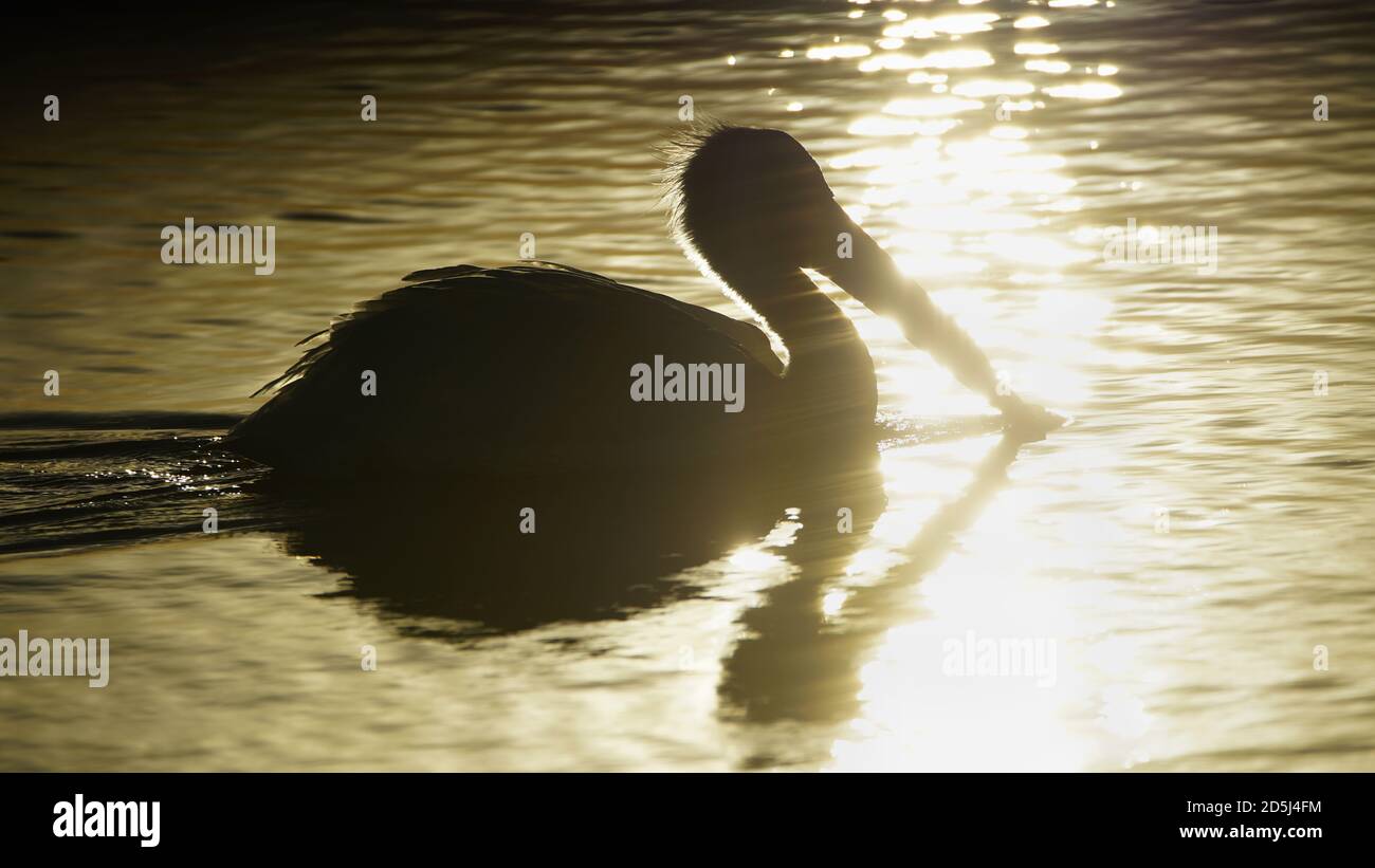 Pelican silhouetted by setting sun reflecting off water Stock Photo