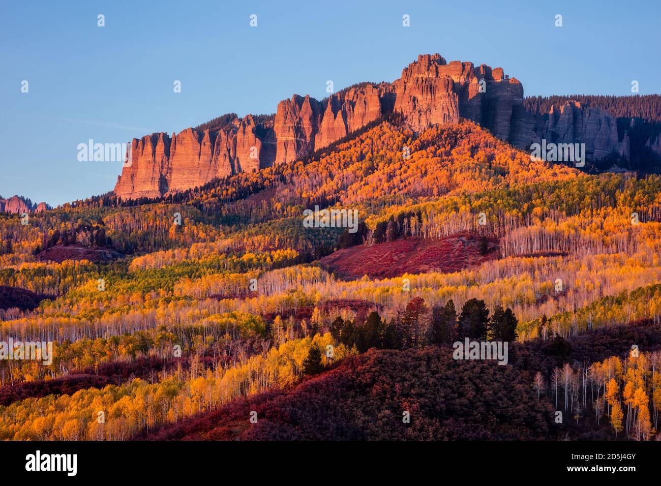 Aspen trees with fall colors glow in sunset light in a scenic autumn landscape beneath Cimarron Ridge in Owl Creek Pass, Colorado Stock Photo