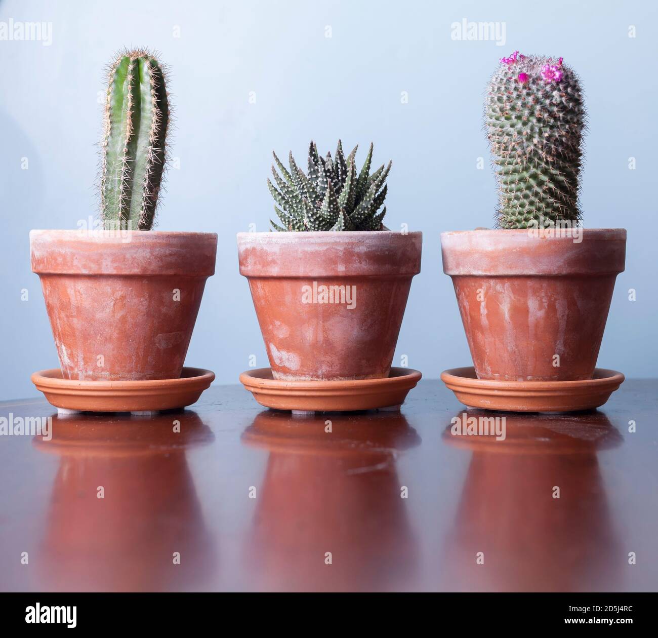 Two Cacti & a Haworthia plant in terracotta pots,with a cool blue background. Stock Photo