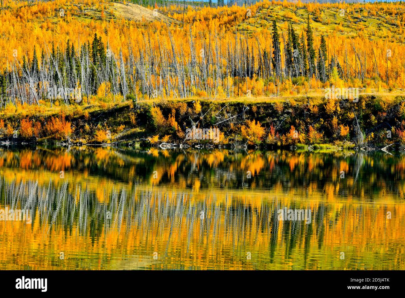 A beautiful fall scene of the colorful foliage along the shore on Sincline Ridge reflecting in the waters of Talbot lake in Jasper National Park in Al Stock Photo