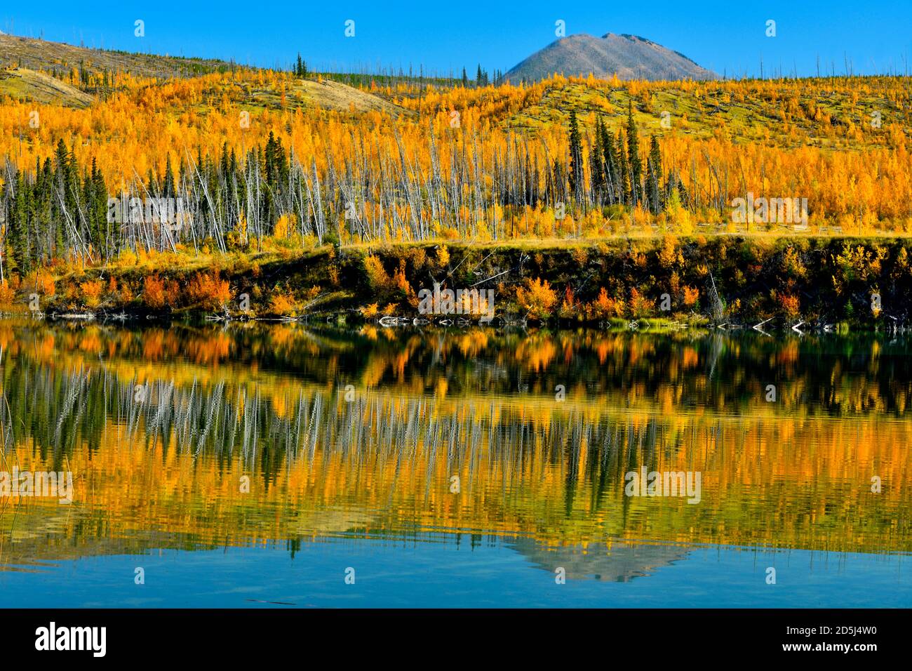 A beautiful autumn scene of the colorful foliage along the shore on Sincline Ridge reflecting in the waters of Talbot lake in Jasper National Park in Stock Photo