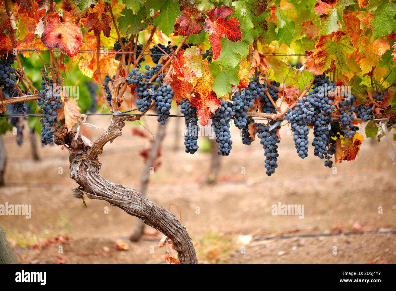 Chile, South America Stock Photo