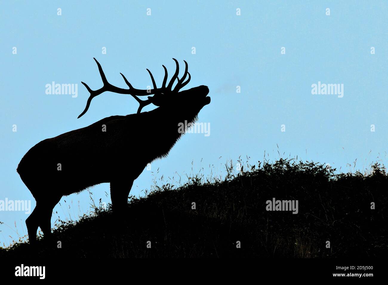 A silhouette image of a large bull elk "Ovis canadensis", standing on a hilltop, bugling a challenge to another bull elk in rural Alberta Canada Stock Photo