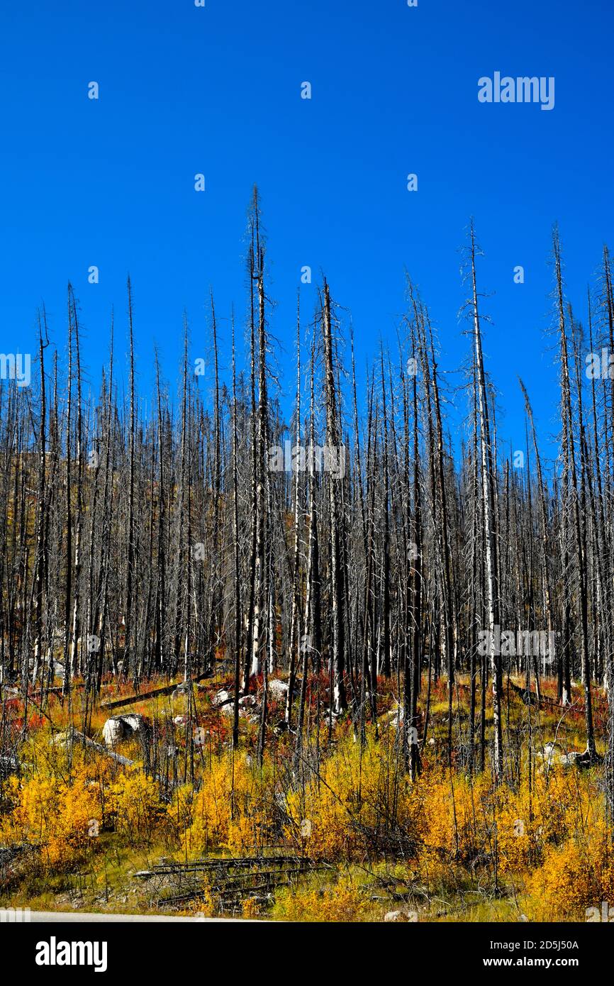 A vertical image of trees that have been burnt by a forest fire at Medicine lake in Jasper National Park Alberta Canada. Stock Photo