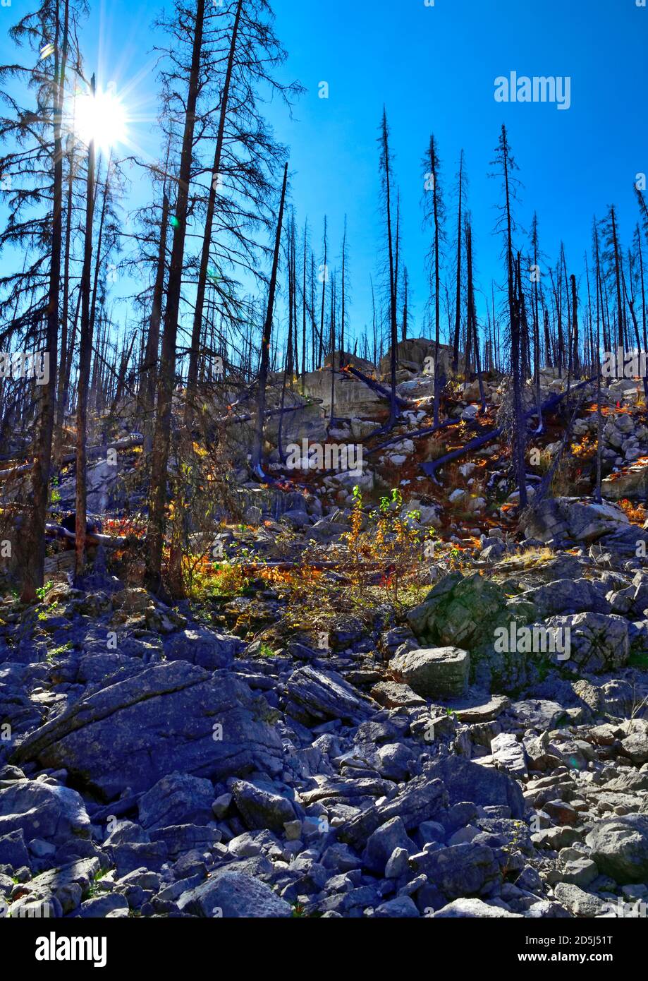 A vertical image of trees that have been burnt by a forest fire at Medicine lake in Jasper National Park Alberta Canada. Stock Photo