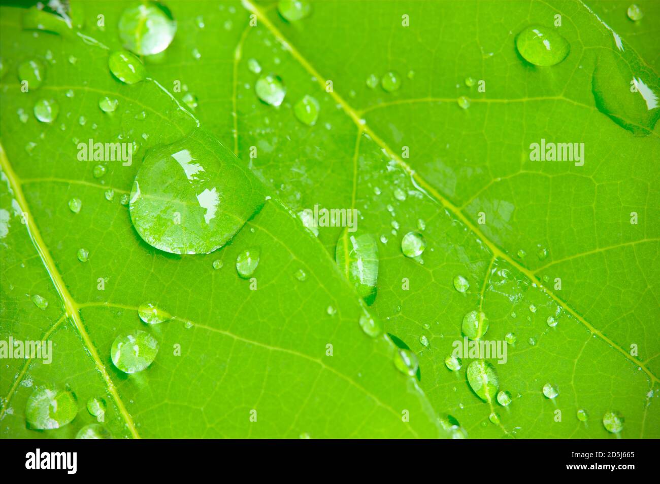 Closeup dew drops on leaves in the morning sunlight and green environment. Water droplets come from the rain on the leaves. The concept of beauty and Stock Photo