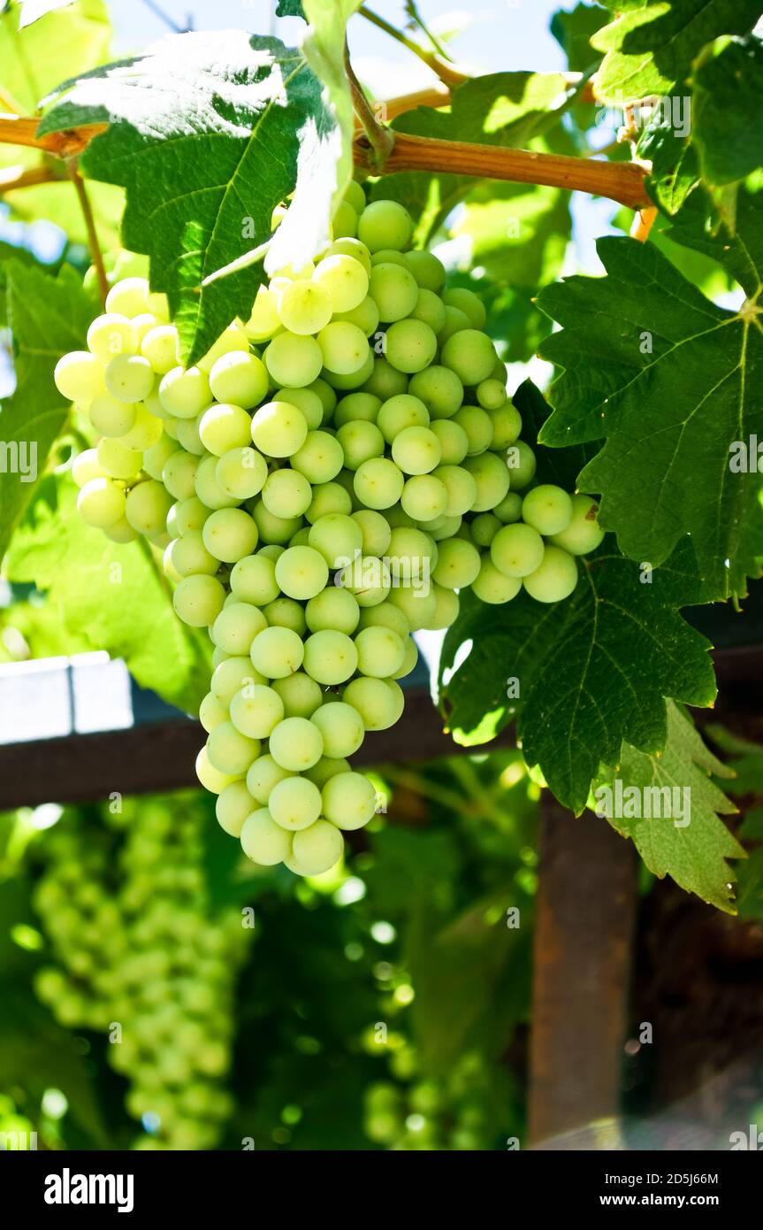 Vertical closeup shot berry hi-res stock photography and images - Alamy