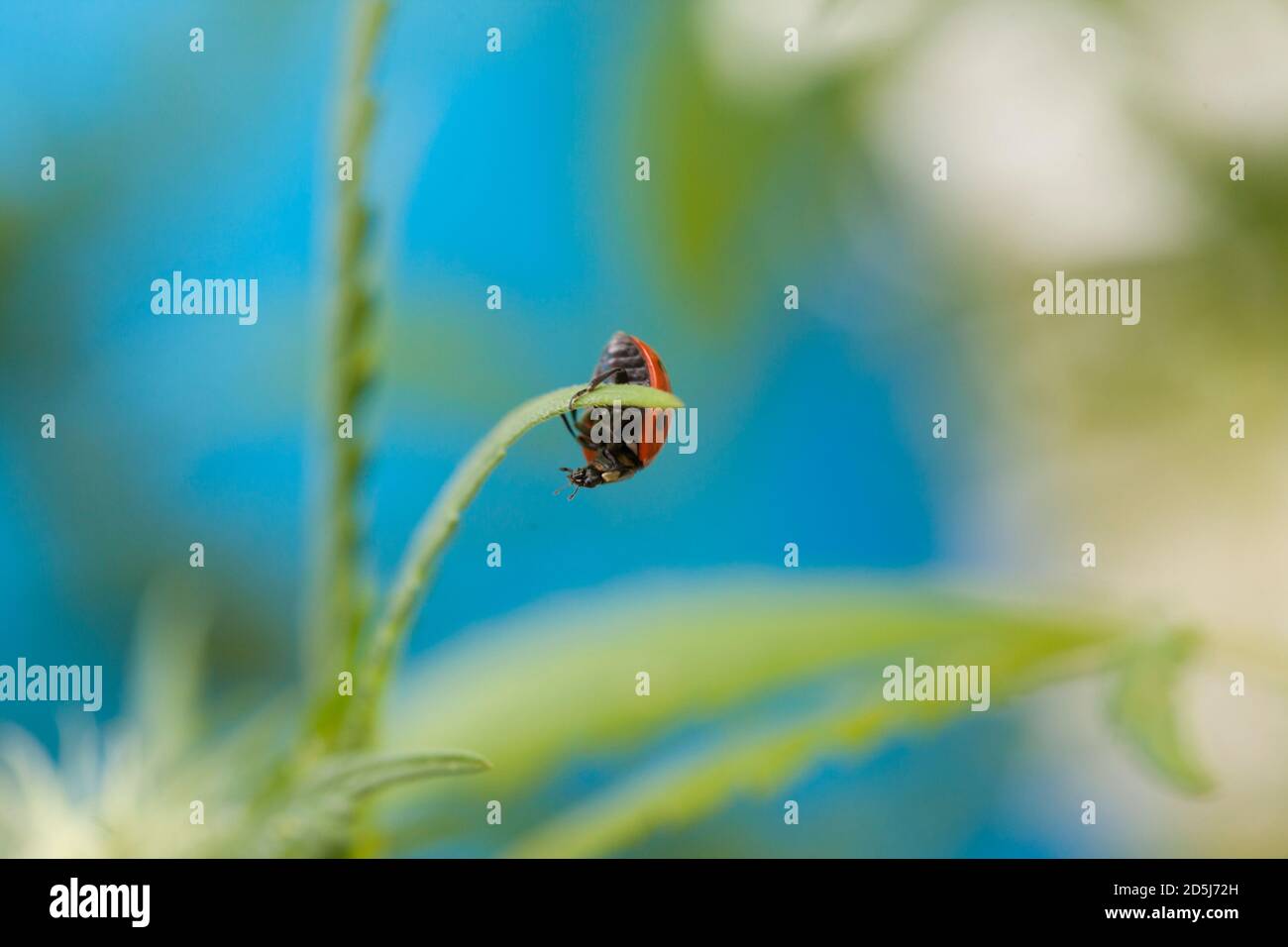 A Ladybird or Ladybug on a Cannabis plant,the marijuana is in flower. Stock Photo