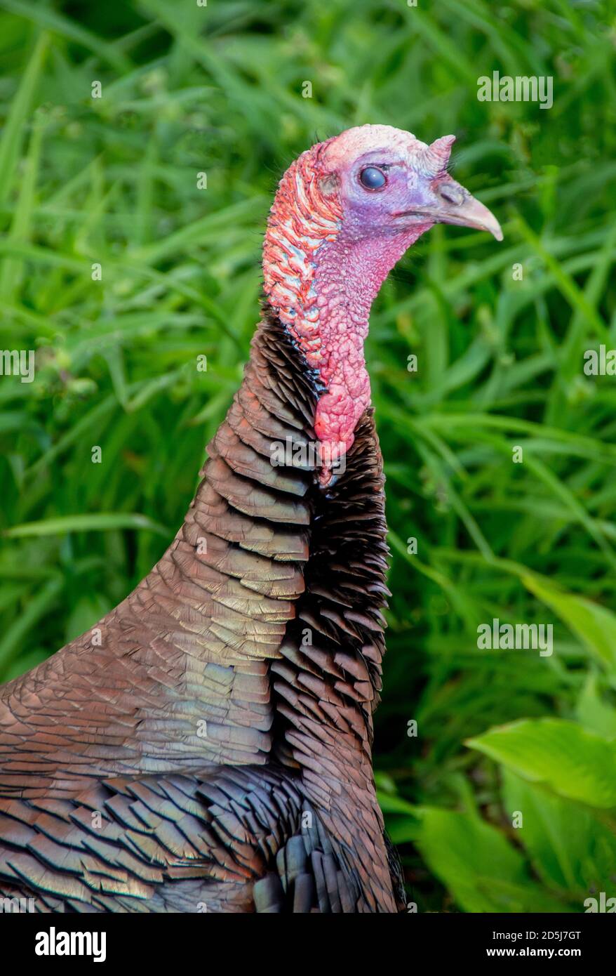 Turkey Neck High Resolution Stock Photography and Images Alamy