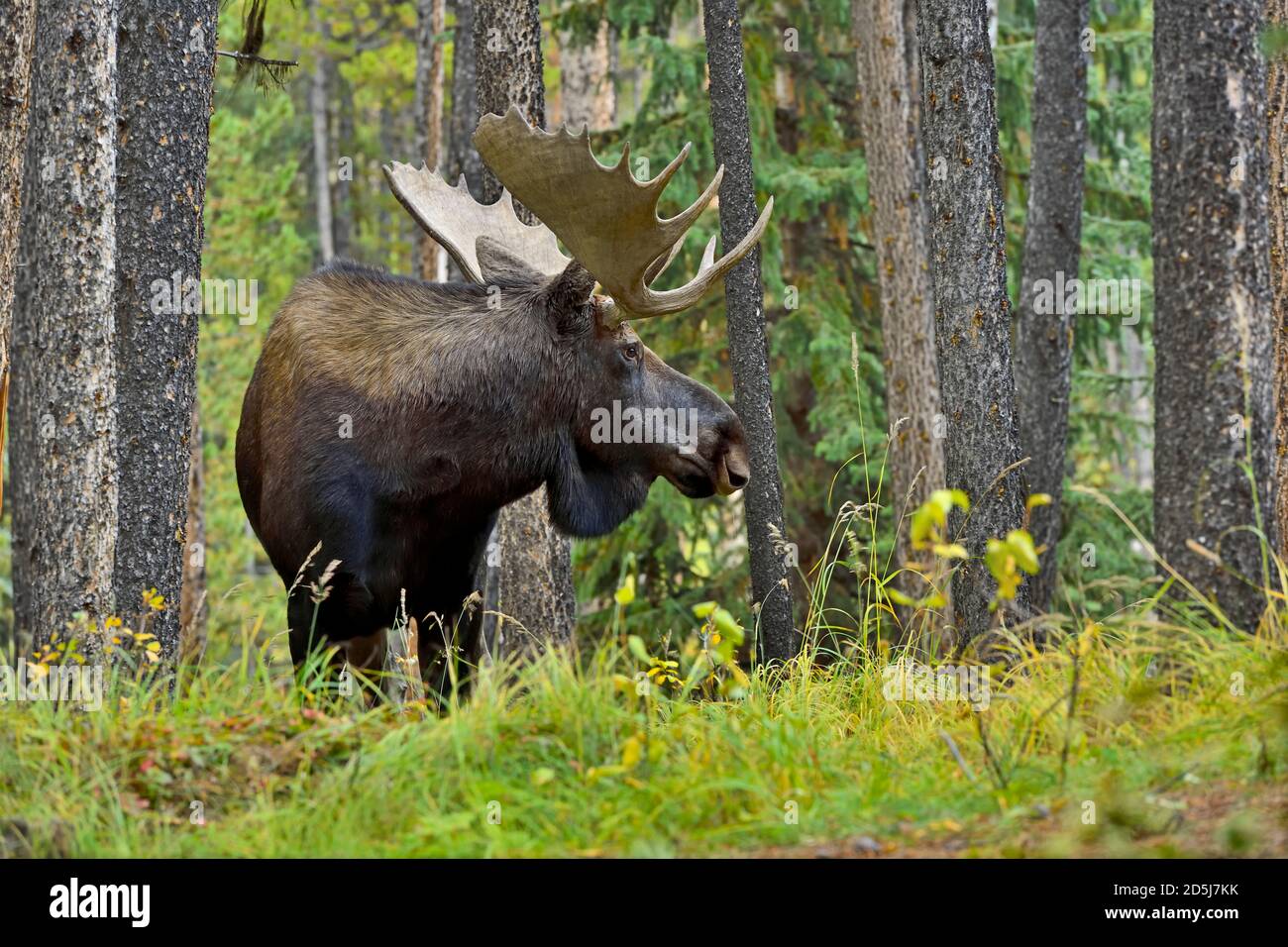 A wild bull moose 'Alces alces', looking away in his forest habitat in Jasper National Park in Alberta Canada. Stock Photo