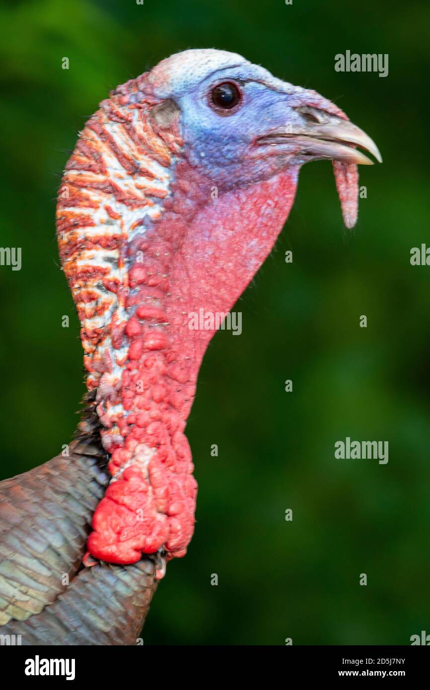 Turkey Neck High Resolution Stock Photography and Images Alamy