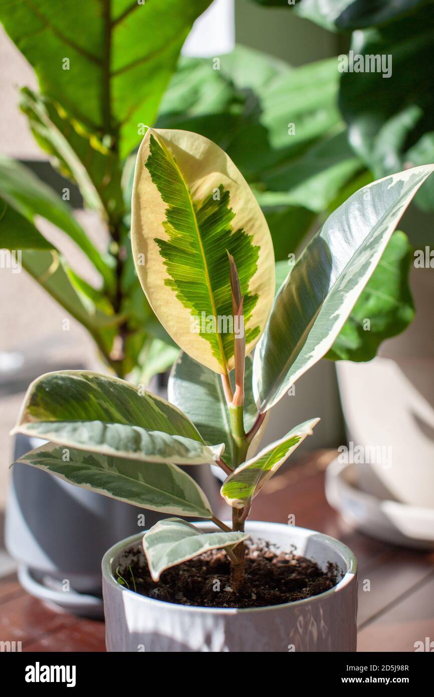 A small Varigated Rubber Tree (Ficus Elastica Variegata) sits in a white pot on a desk decorating a home office, with a Fiddle Leaf Fig in the backgro Stock Photo