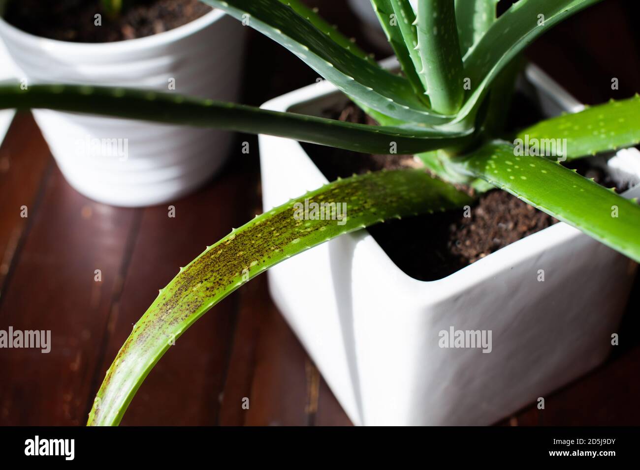 An Aloe Vera succulent houseplant sits in a white pot with signs of overwatering. These black/brown spots on the leaves appear from too much water too Stock Photo