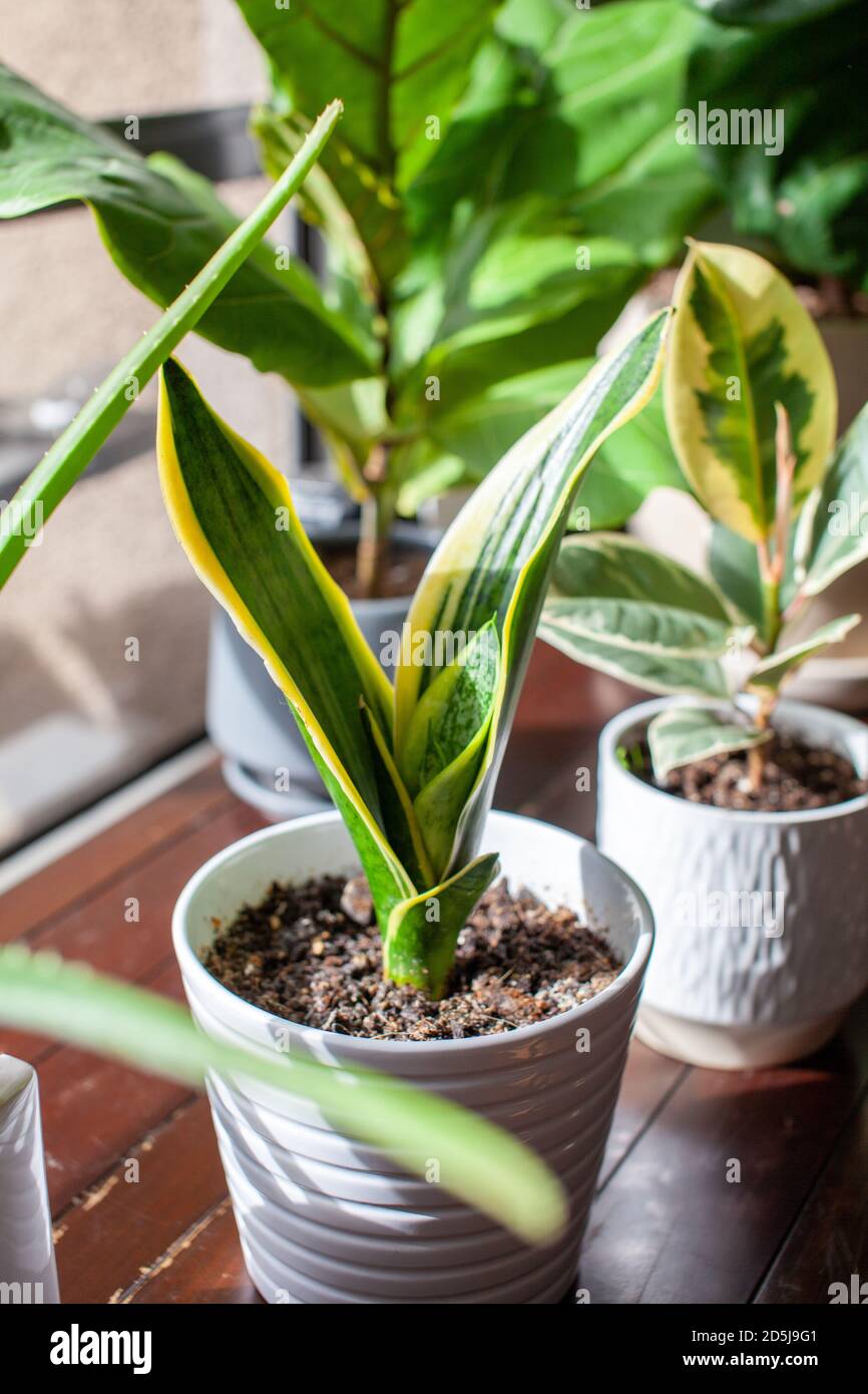 A young growing snake plant (Dracaena trifasciata, Mother-in-Law's Tongue) sits in a small white pot as a houseplant by a window with new leaves sprou Stock Photo