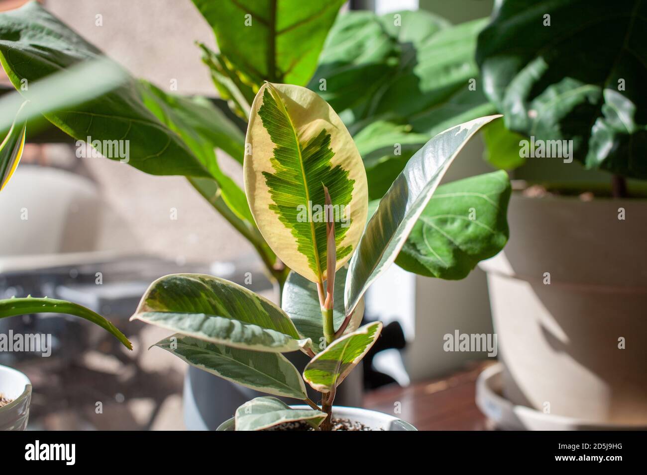 A small Varigated Rubber Tree (Ficus Elastica Variegata) sits in a white pot on a desk decorating a home office, with a Fiddle Leaf Fig in the backgro Stock Photo