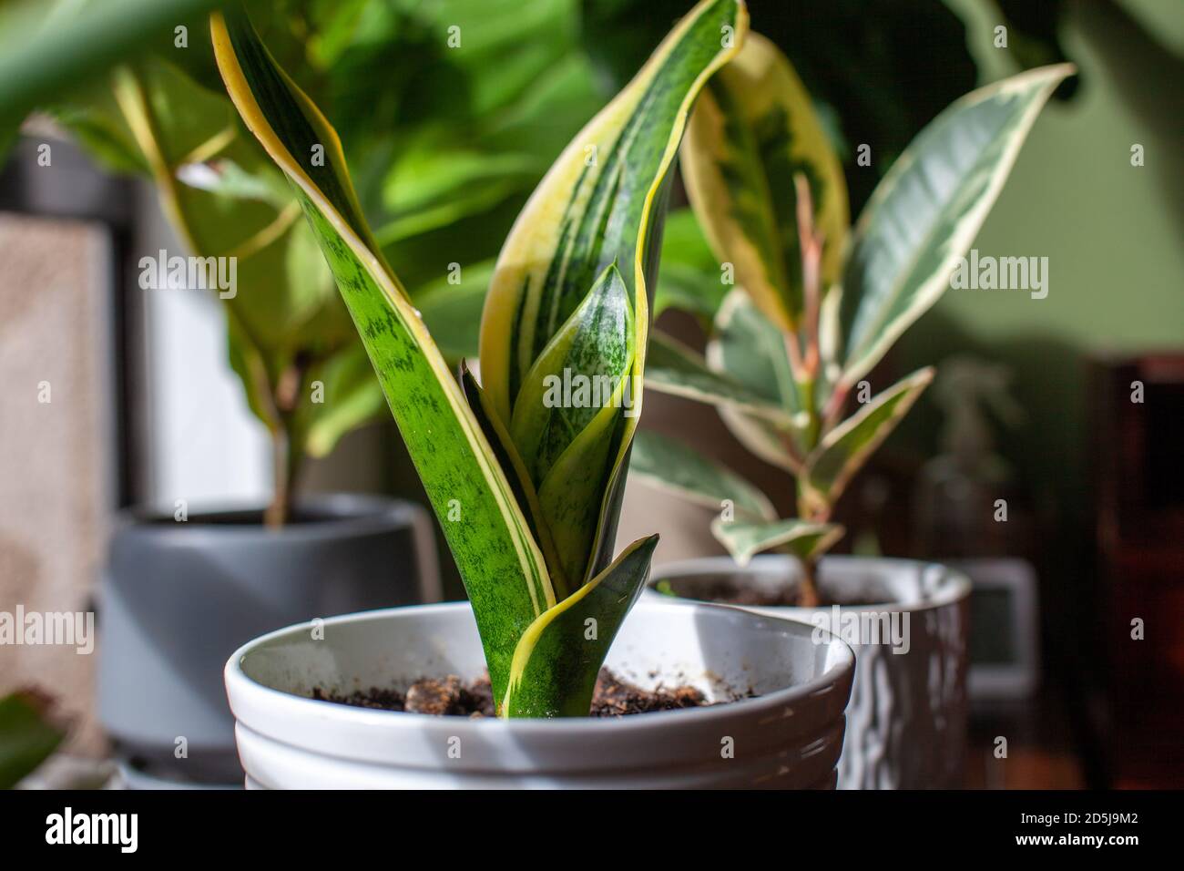 A young growing snake plant (Dracaena trifasciata, Mother-in-Law's Tongue) sits in a small white pot as a houseplant by a window with new leaves sprou Stock Photo