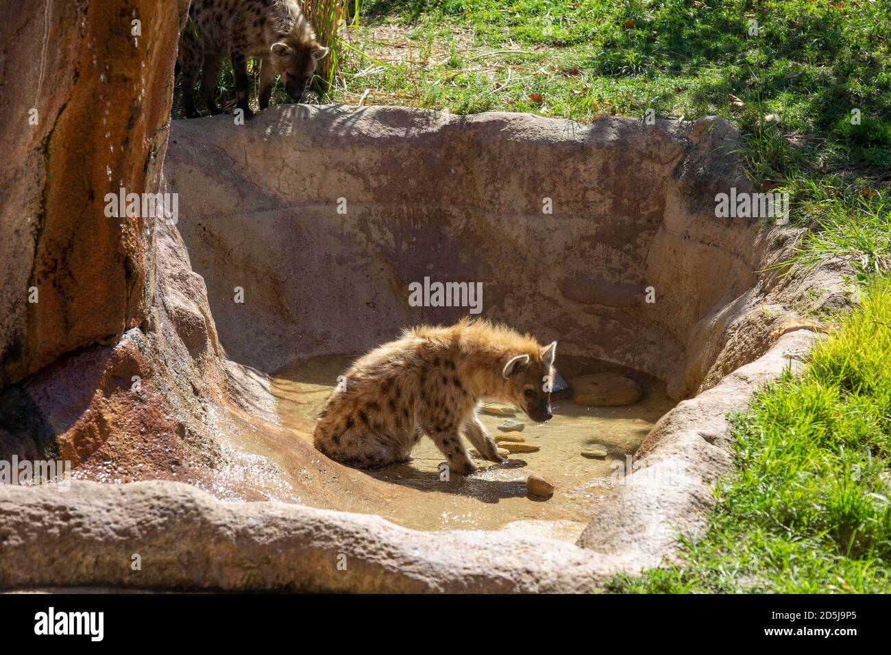 A hyena looks down on another in their exhibit at the Fort Wayne Children's Zoo. Stock Photo