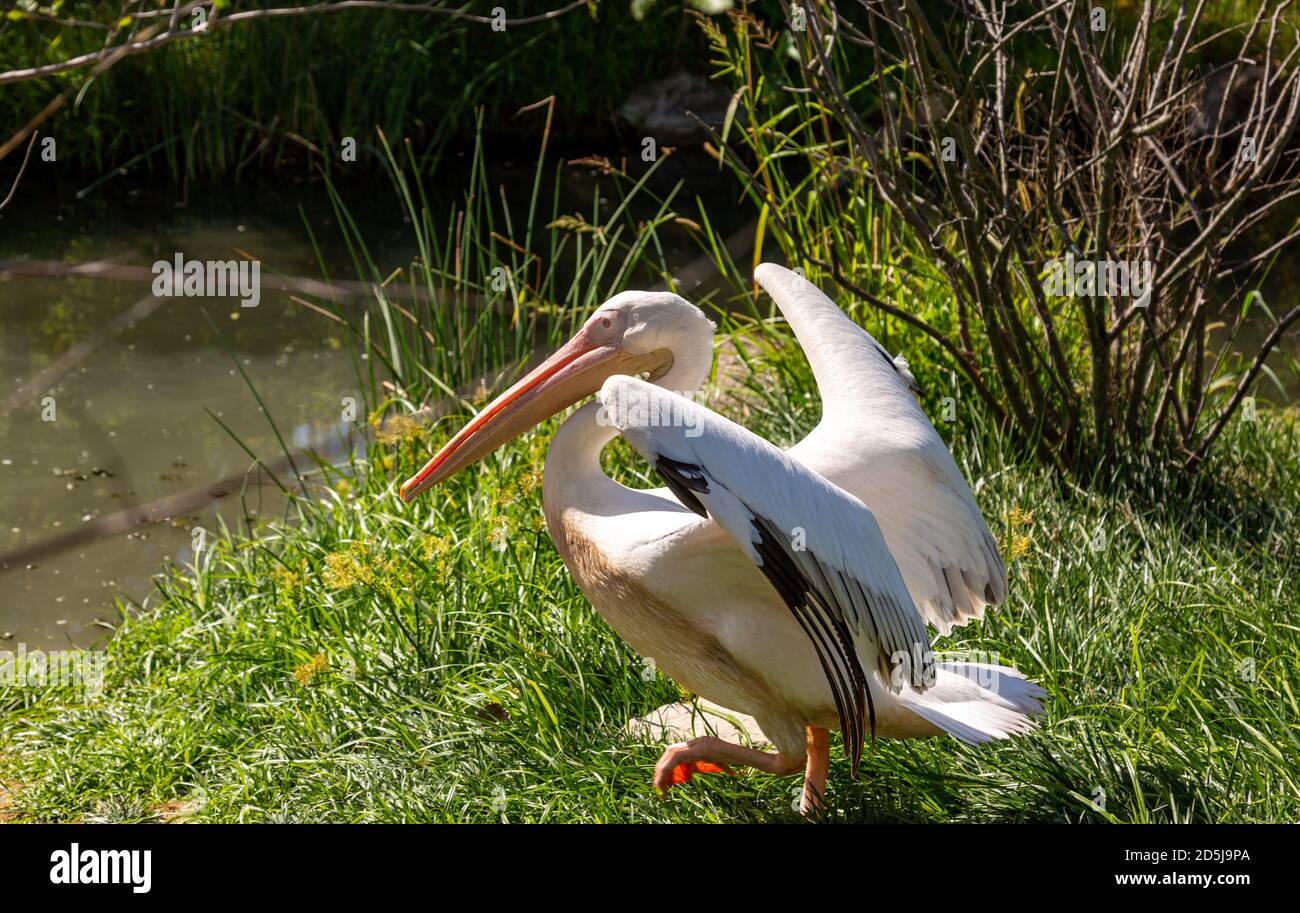 A Great White Pelican spreads his wings at the edge of the pond in his exhibit at the Fort Wayne Children's Zoo. Stock Photo