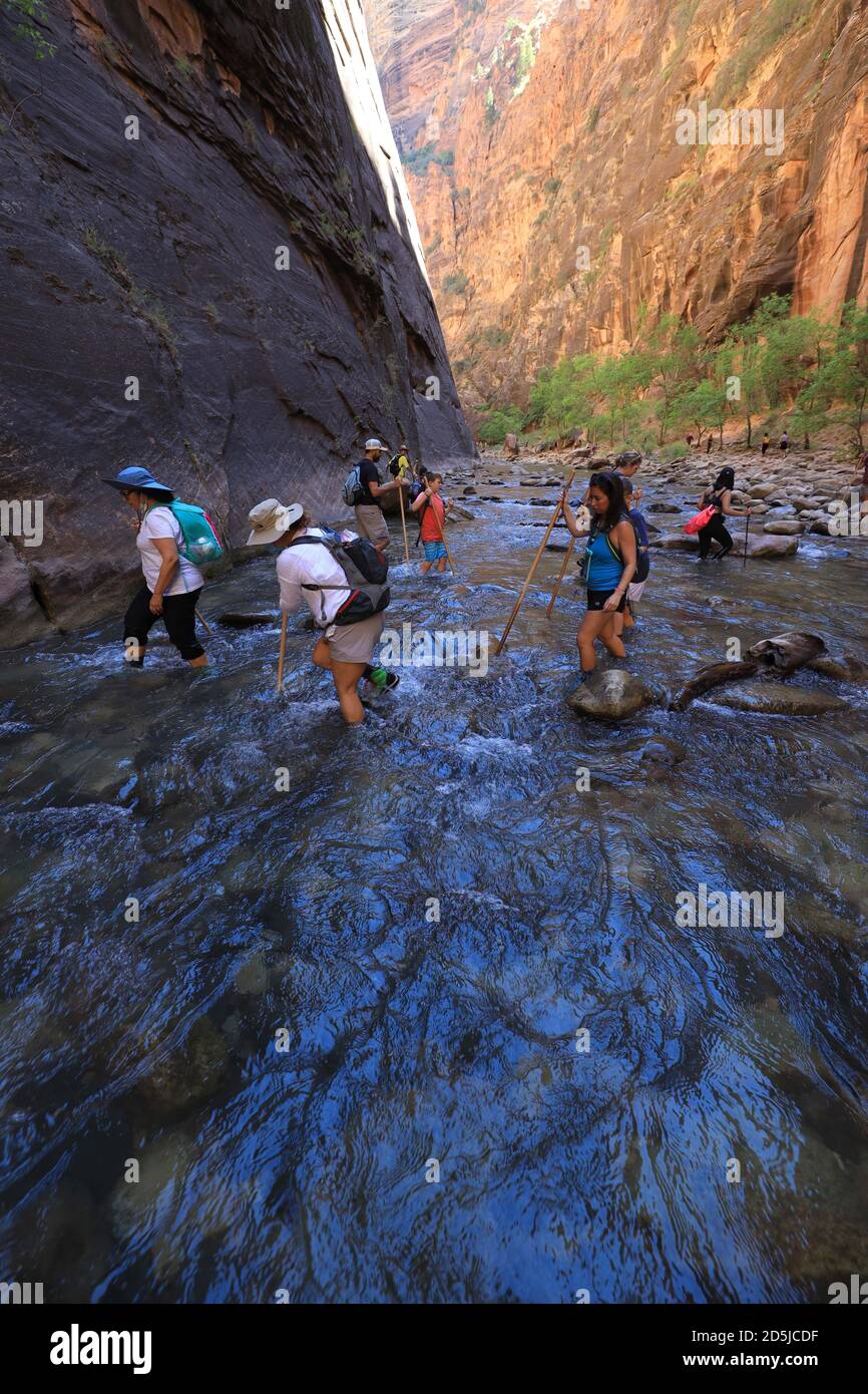 Springdale, Utah, USA. 10th Aug, 2020. Hikers wade through waters in the Narrows. The Narrows is the narrowest section of Zion Canyon and is one of the premier hikes in the park and on the Colorado Plateau. Zion National Park is a southwest Utah nature preserve distinguished by Zion Canyon's steep red cliffs. Zion Canyon Scenic Drive cuts through its main section, leading to forest trails along the Virgin River. The river flows to the Emerald Pools, which have waterfalls and a hanging garden. Also along the river, partly through deep chasms, is Zion Narrows wading hike. (Credit Image: © Ruari Stock Photo