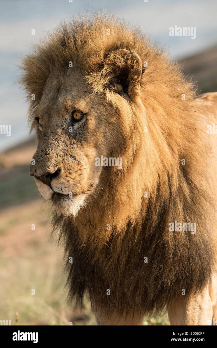 A male African lion with bushy mane waits for the scent of female ...