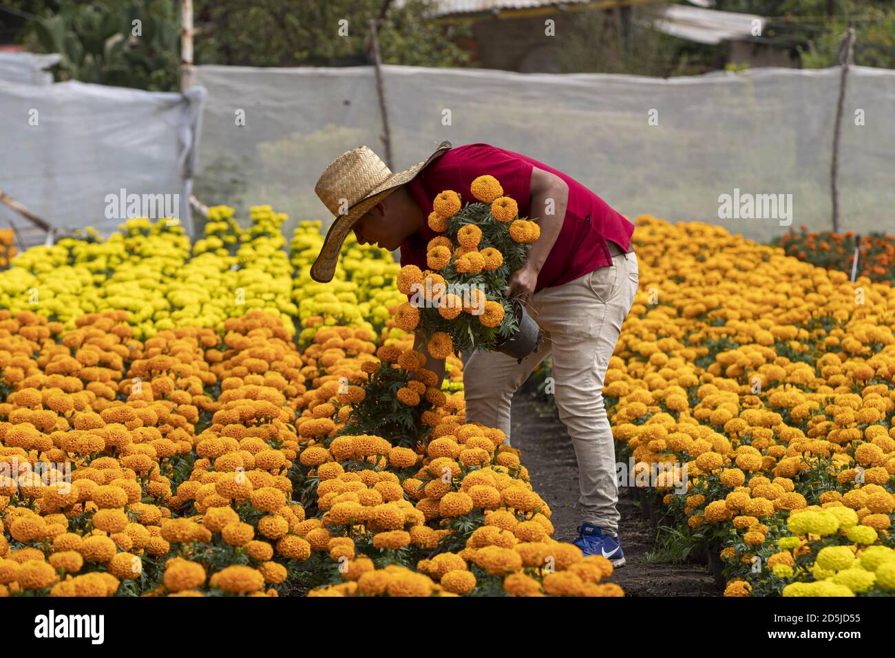 Mexico City, Mexico. 13th Oct, 2020. A florist arranges cempasuchil (Mexican marigold) flowers