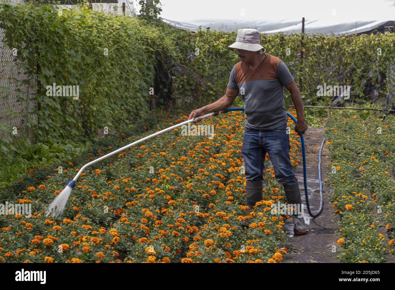Mexico City, Mexico. 13th Oct, 2020. A florist waters cempasuchil (Mexican marigold) flowers in