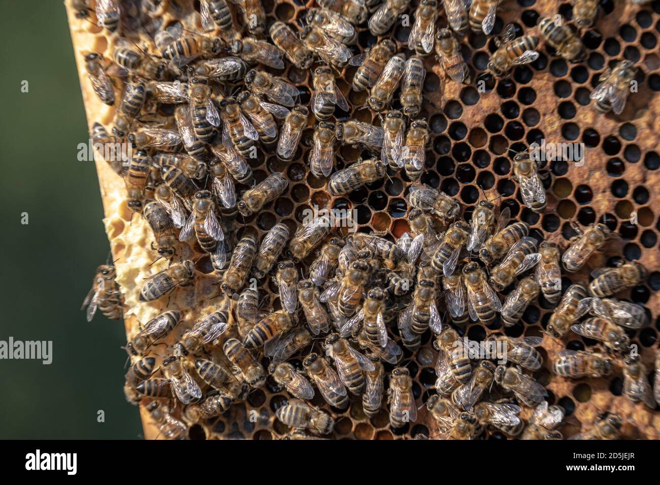 closeup of bees on honeycomb in apiary frame Honey bee selective focus ...