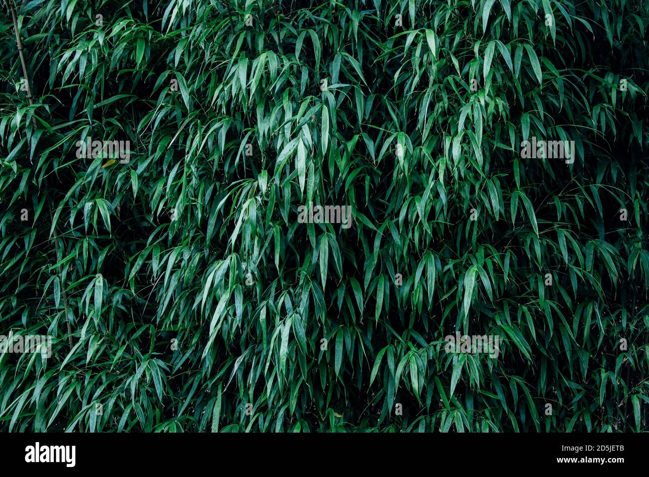 Closeup shot of green Arundinaria plant Stock Photo