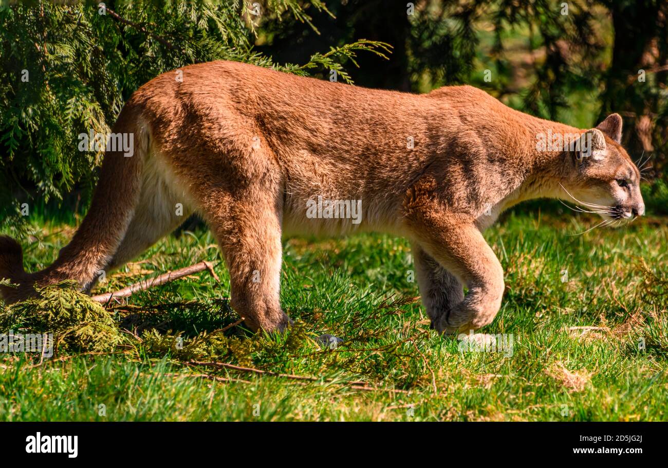 Beautiful orange mountain lion walking through the grass and trees.  Contrasting green background. Close up puma picture. Grass, leaves and  branches Stock Photo - Alamy