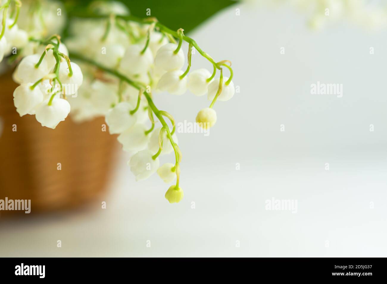 White lilies of the valley in a basket closeup with a place on a blurry background. Spring