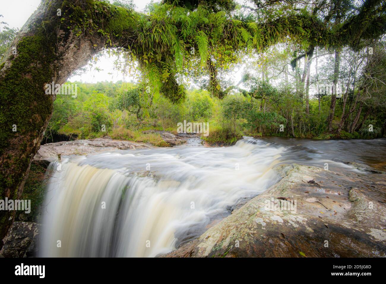 The jungle green tree and plant detail nature in the rain forest with ...