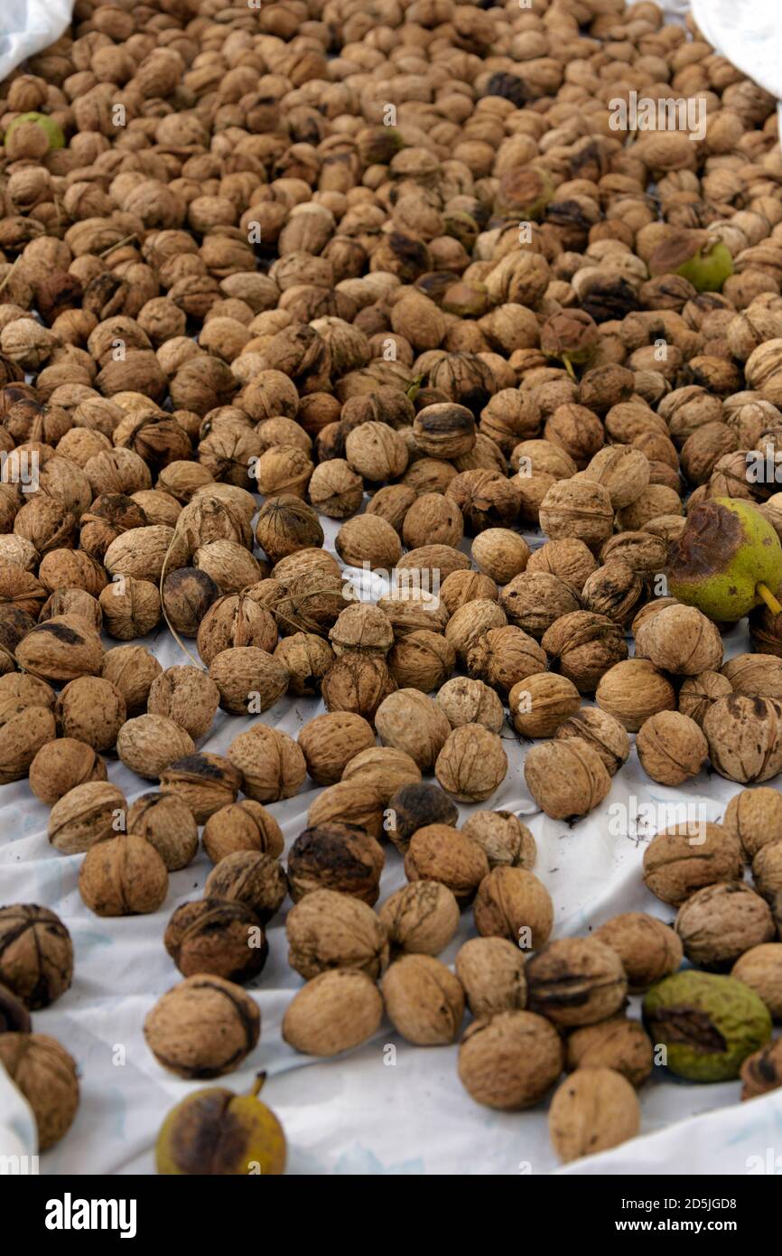 Walnuts before processing Stock Photo Alamy