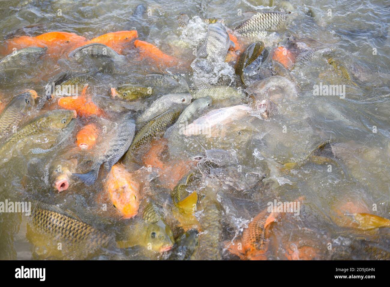 Tilapia farm freshwater / Golden carp fish tilapia or orange carp and