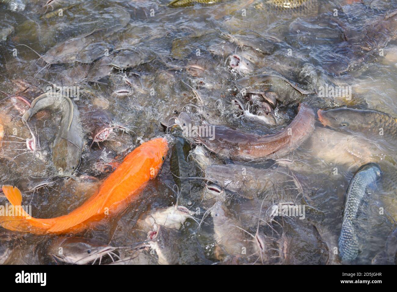 Tilapia farm freshwater / Golden carp fish tilapia or orange carp and