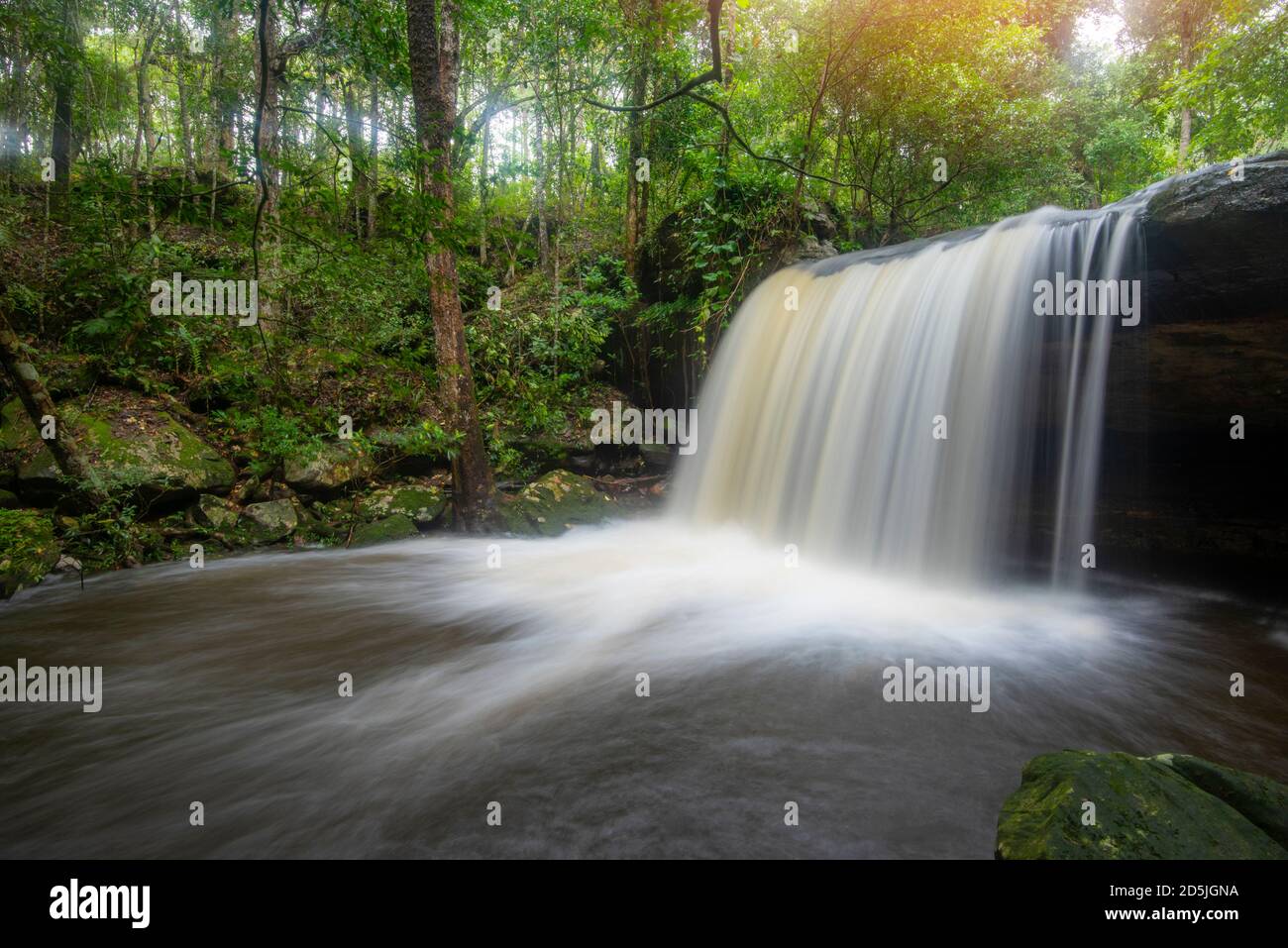 The jungle green tree and plant detail nature in the rain forest with ...