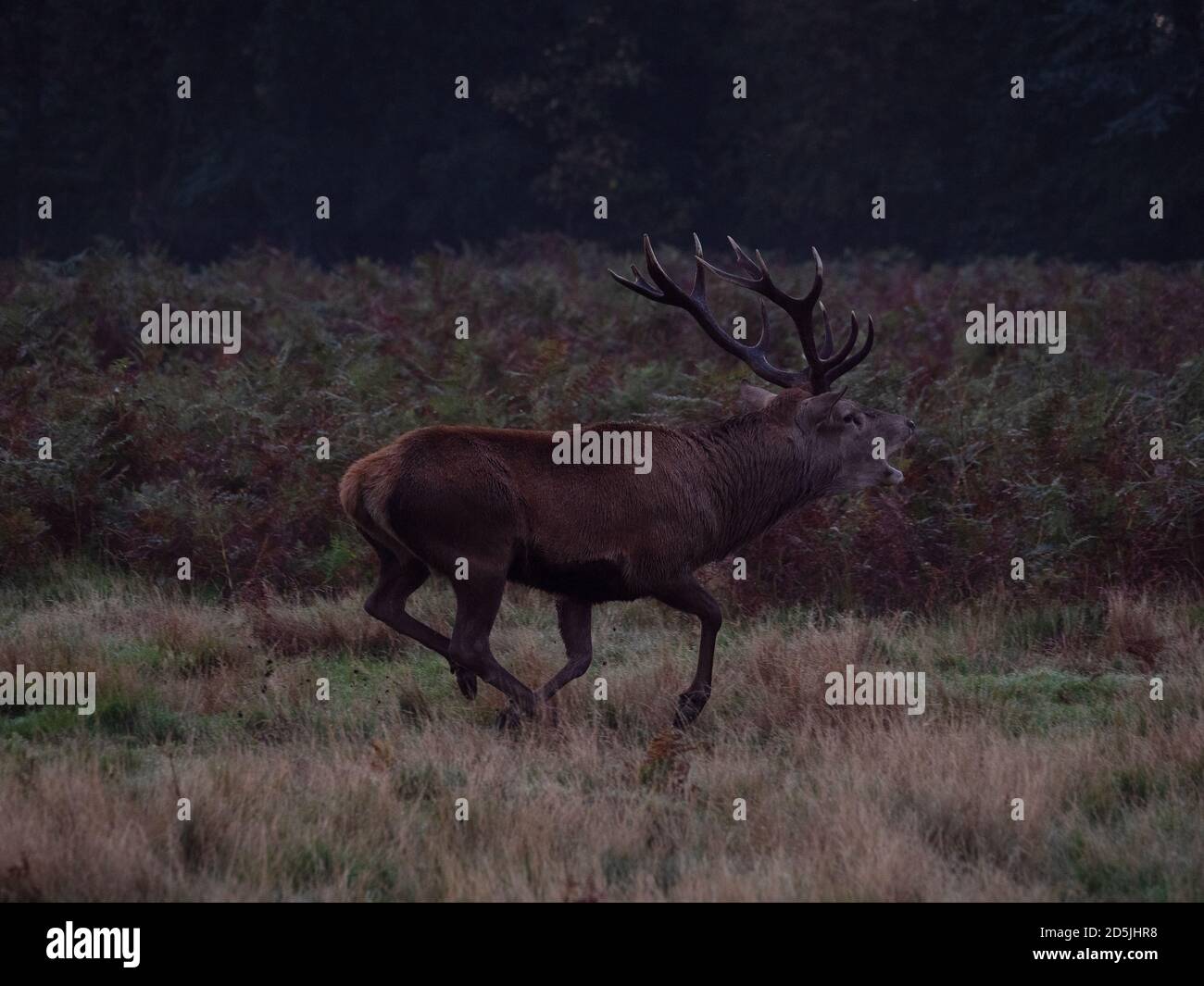 Large Red Deer Stag laying in the dense bracken and bellowing during the annual rut in Bushy Park, London Stock Photo