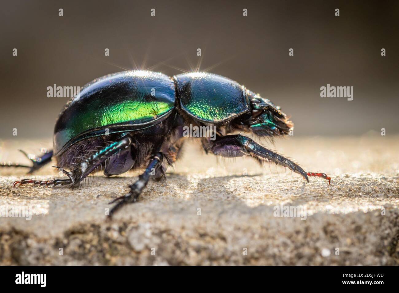 Spring dor beetle (Trypocopris vernalis) close up macro photo Stock Photo