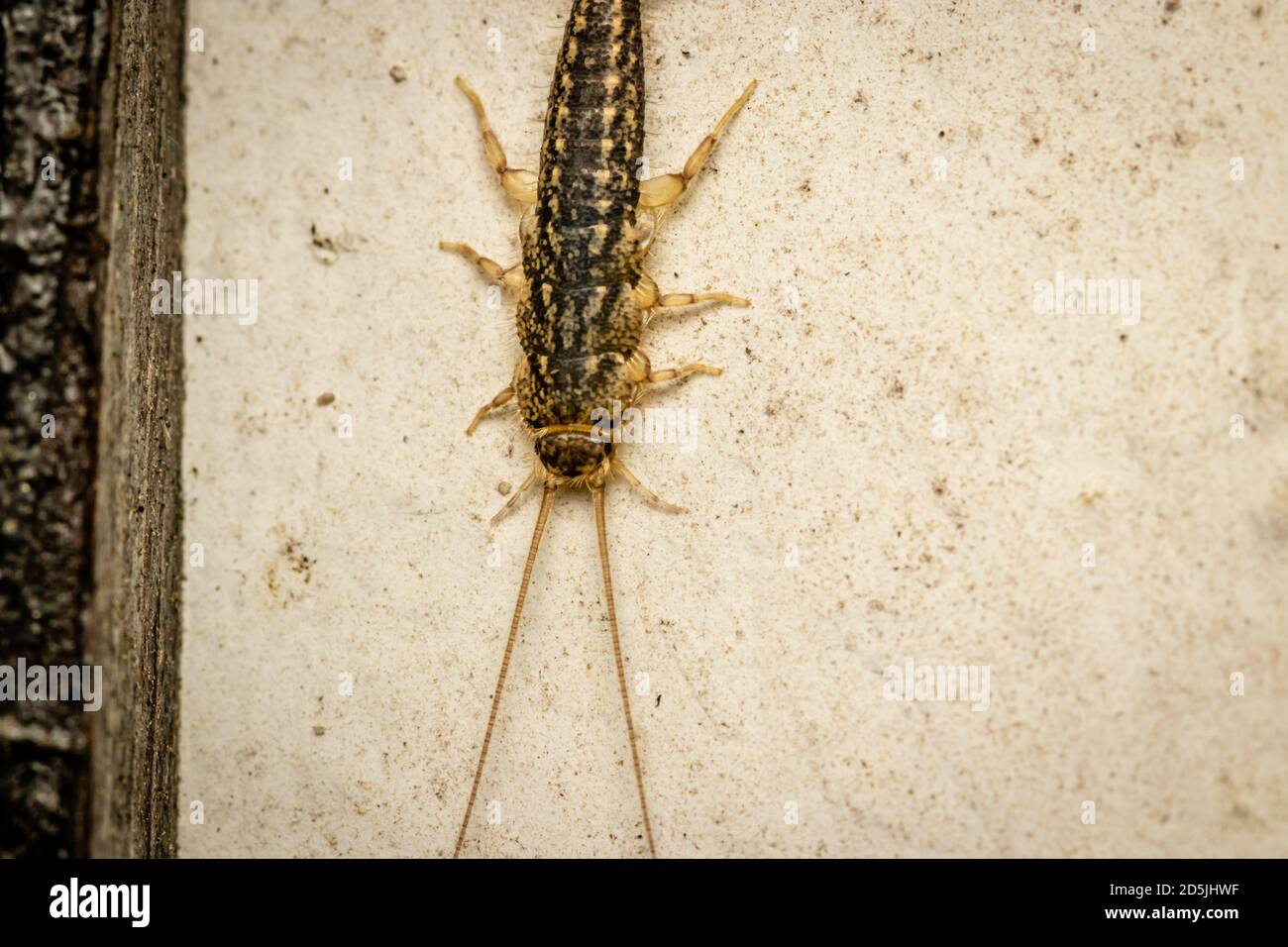 Four-lined silverfish (Ctenolepisma lineatum) close up picture at night Stock Photo